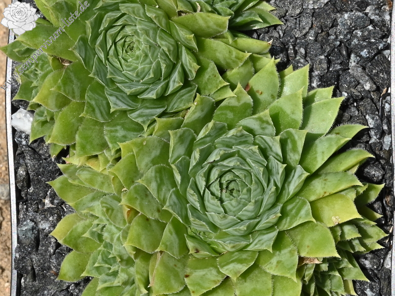 Pfälzer Gipfelstürmer / Jovi
