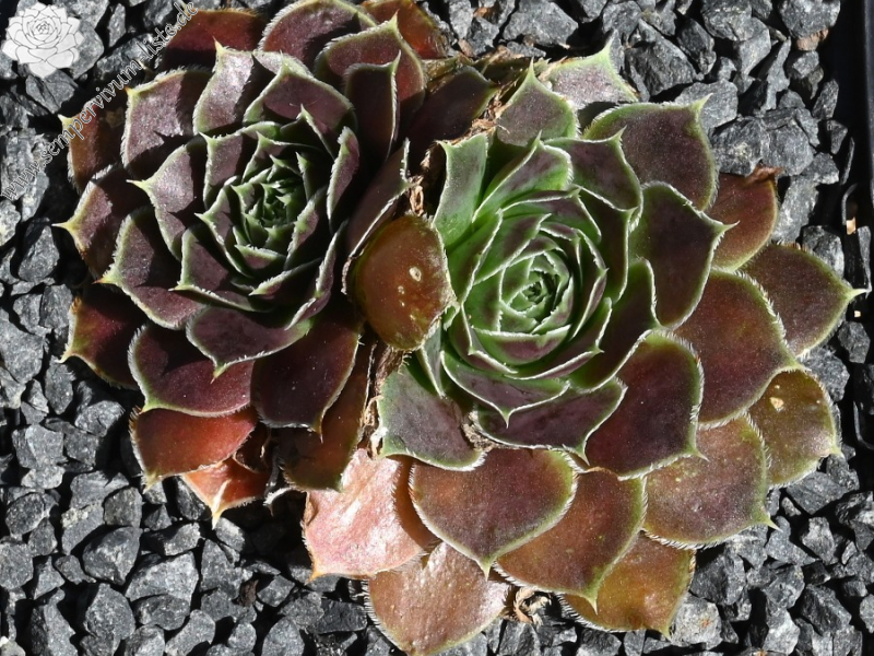 Hatschepsut / Jovi (NNG25)