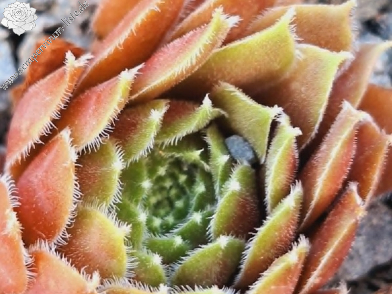 Marisan's Attak (NNG)