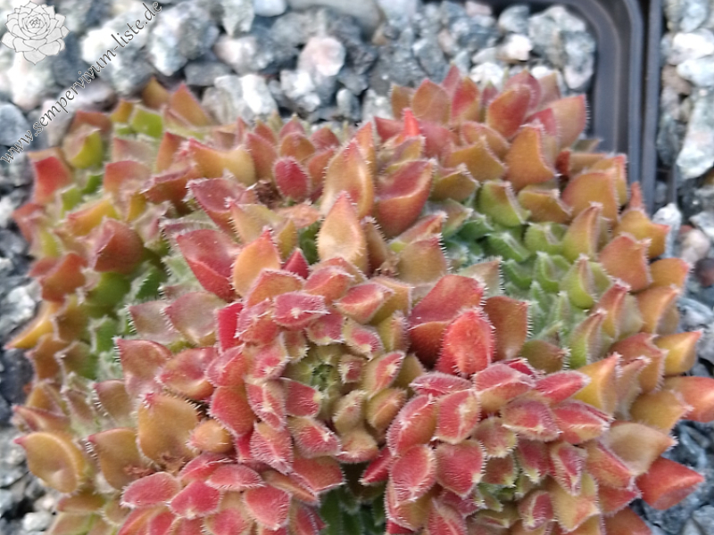 Red Oddity