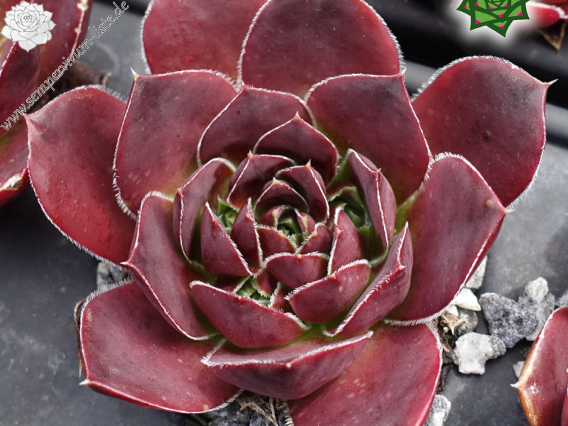 Rosentraum (NNG25)