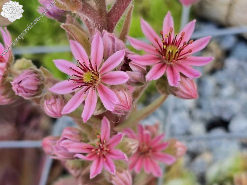 Sill's Wunderblume