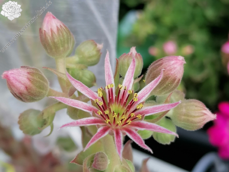 Herr Sesemann_Blüte