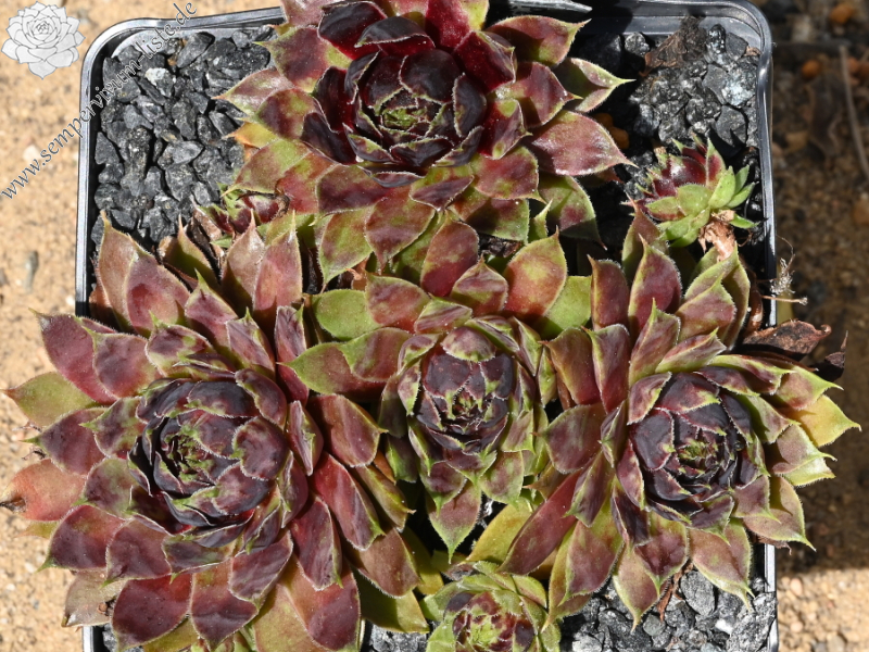 Patent Leather Shoes