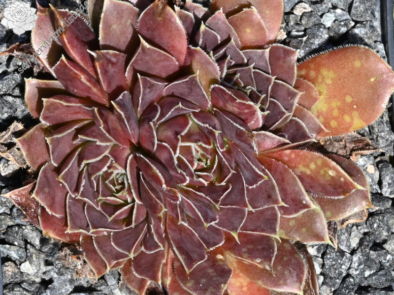 Korspelse Hjordis / Jovi