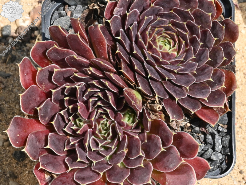 Korspelse Jeanique / Jovi