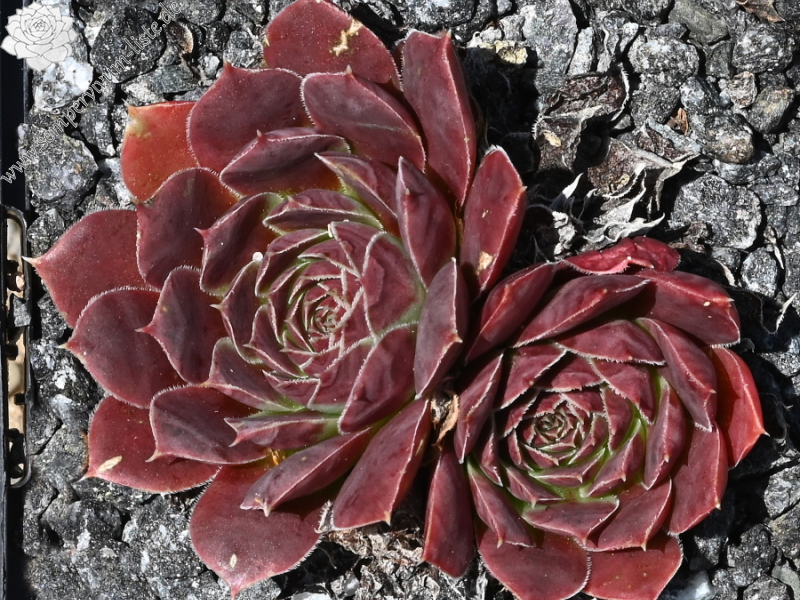 Korspelse Jidaza / Jovi