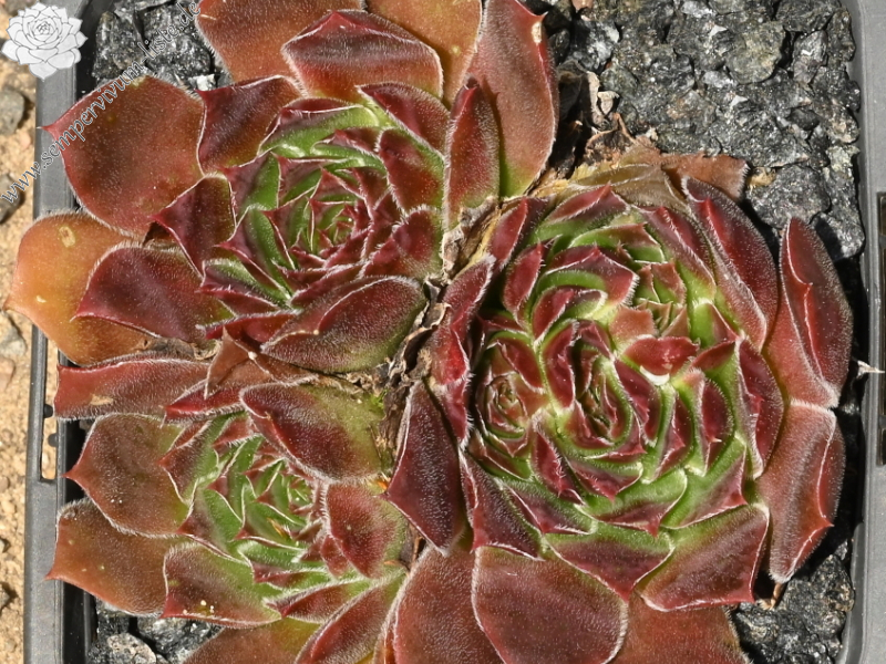 Korspelse Kineswide / Jovi