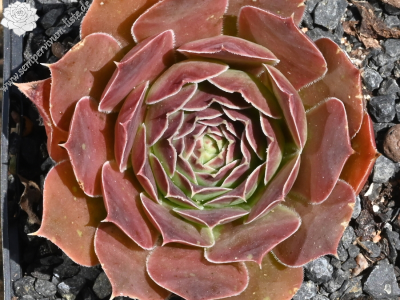 Korspelse Perdita / Jovi