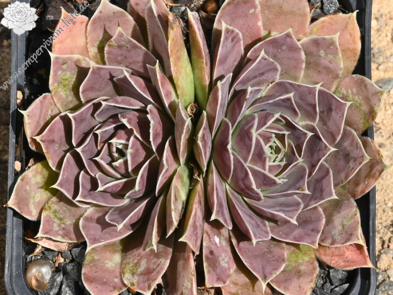 Korspelse Sampsane / Jovi