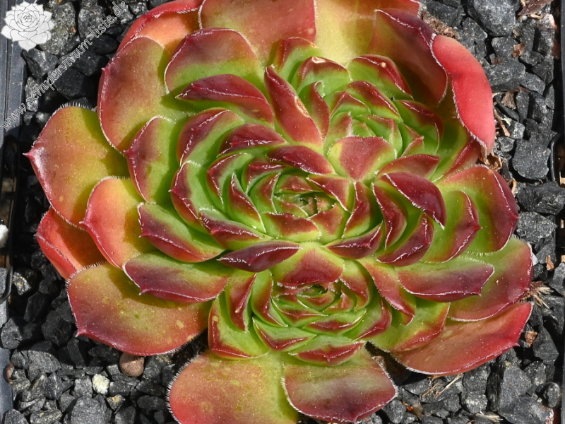 Korspelse Teena / Jovi