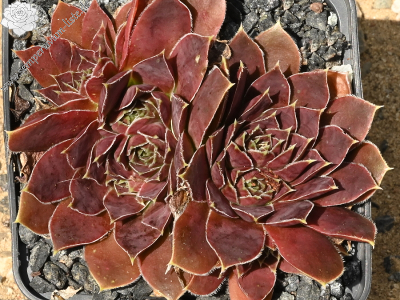 Mount Ojos del Salado / Jovi