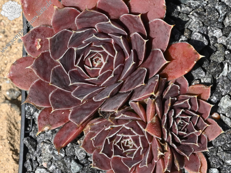 Parana-La Plata / Jovi