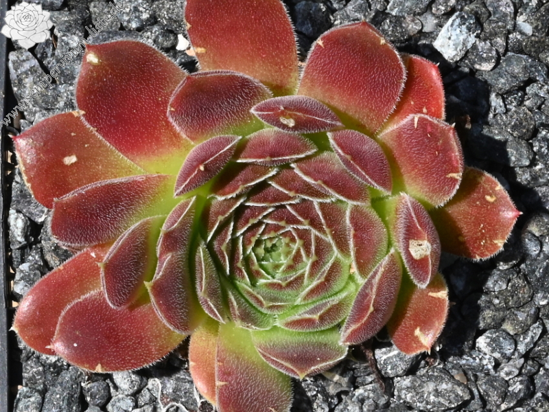 Pierre Laporte / Jovi