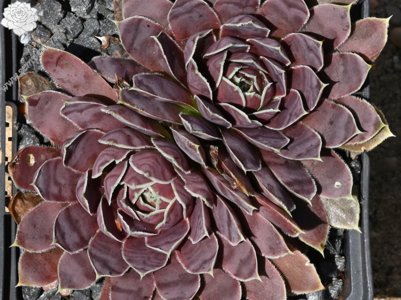 Plaisir de Manuel / Jovi