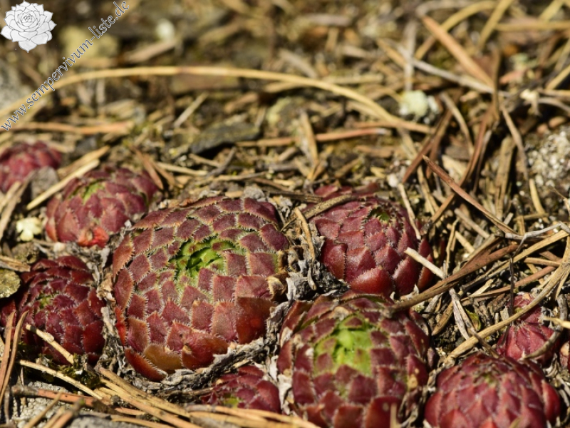 globiferum ssp. globiferum from Čertova skála