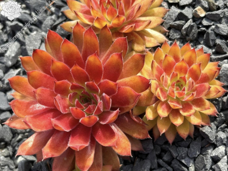 Chick Charmlettes® Princess Polly