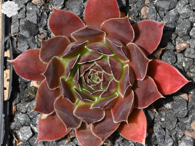 Hodi's Beauty / Jovi