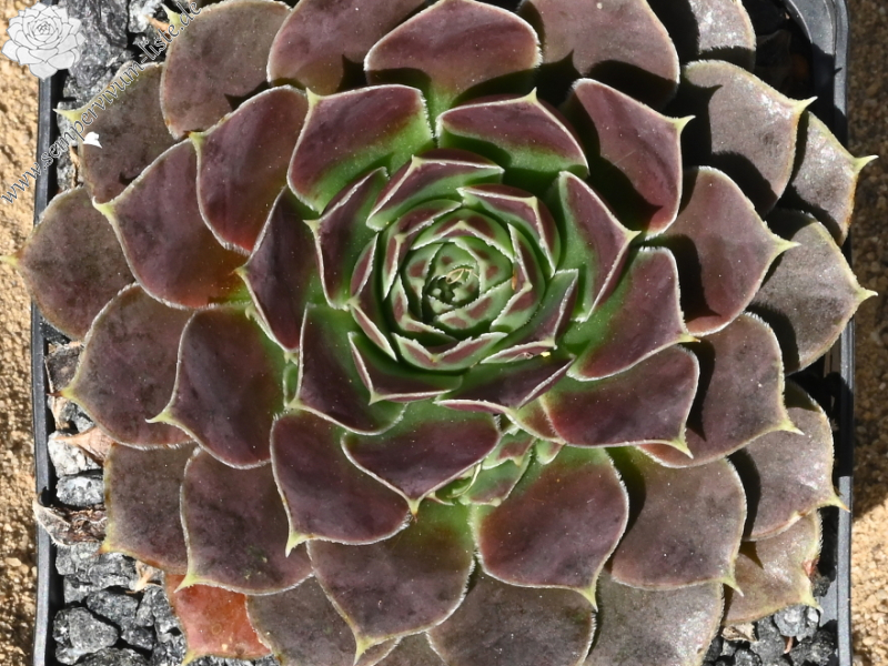 Kometenschweif / Jovi