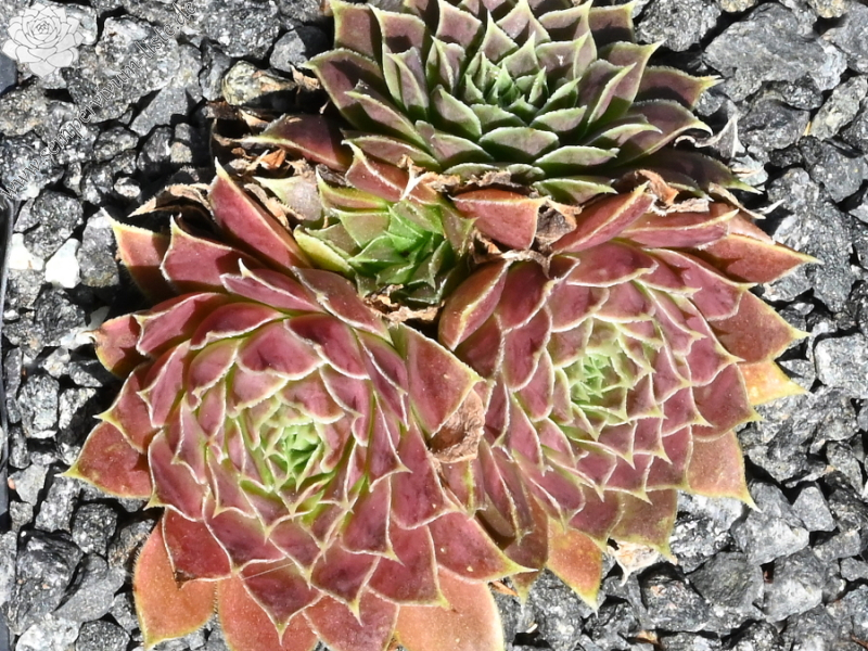 Korspelse Jaike / Jovi