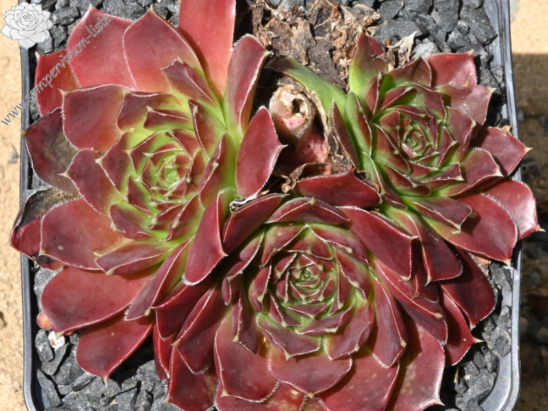 Korspelse Olyna / Jovi