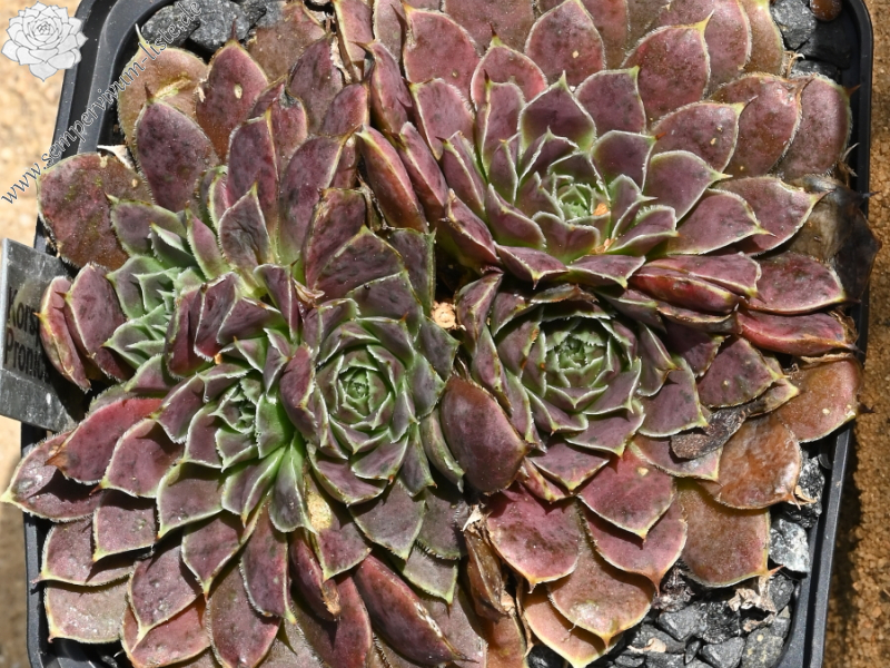 Korspelse Pronica / Jovi