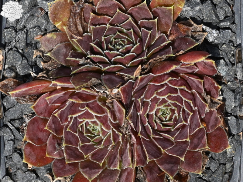 Korspelse Senne Sport / Jovi