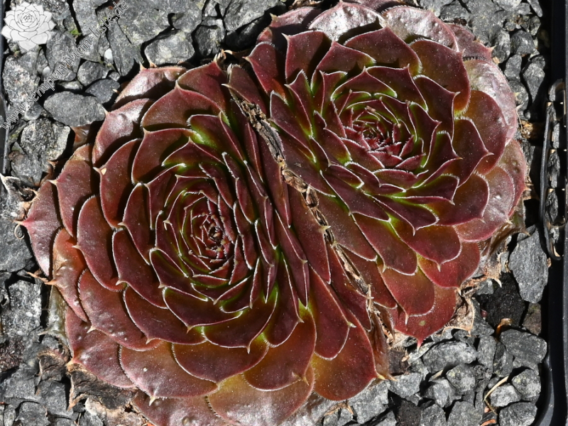 Korspelse Zebea / Jovi