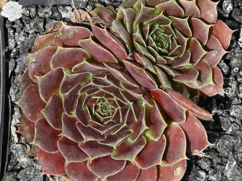 Mount Banahaw / Jovi