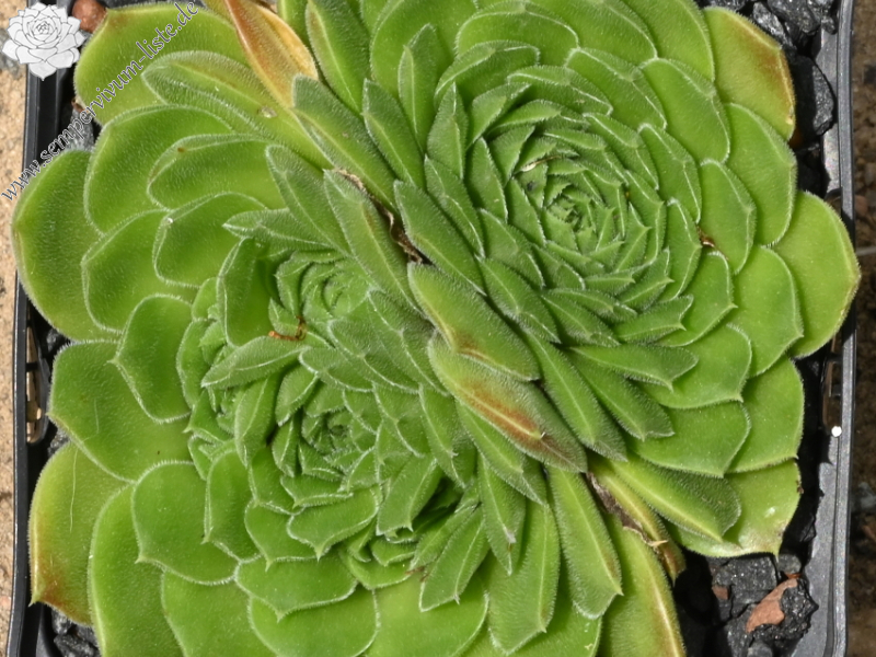 heuffelii (reginae-amaliae) from Stara Planina