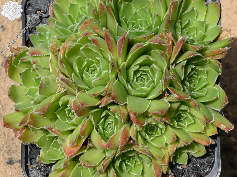 heuffelii (velenovskyi)