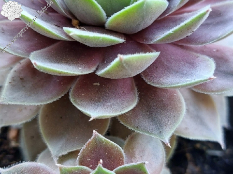 Aquila NICHT gelistet!