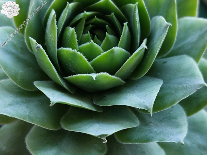 BigSam™ Jumbo Green Nicht gelistet!
