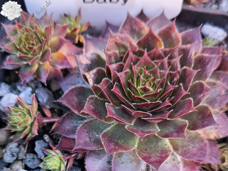 Chick Charms® Butterscotch Baby™ (NG)