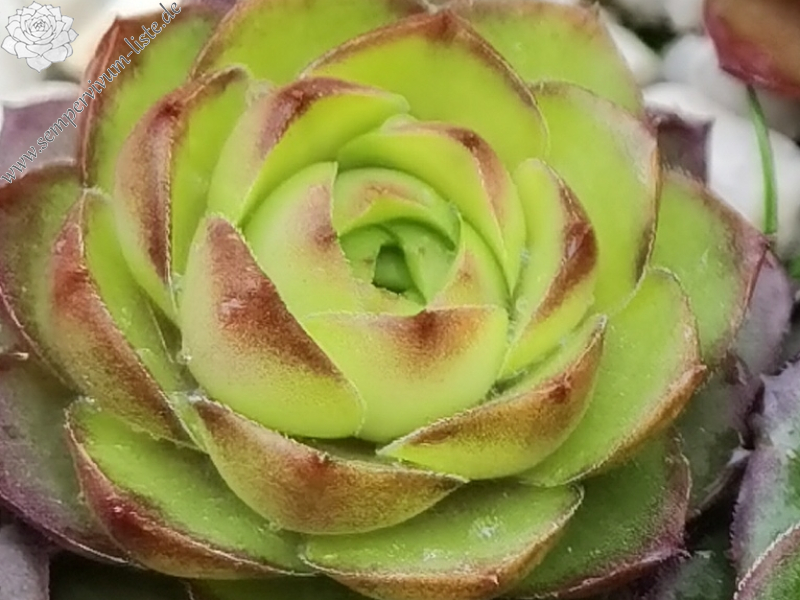 Lime Rockoon 