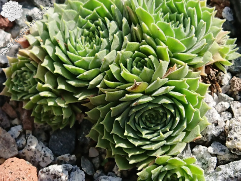 marmoreum ssp. erythraeum from Gstopanstvo