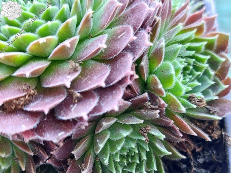 Scorpius NICHT gelistet!