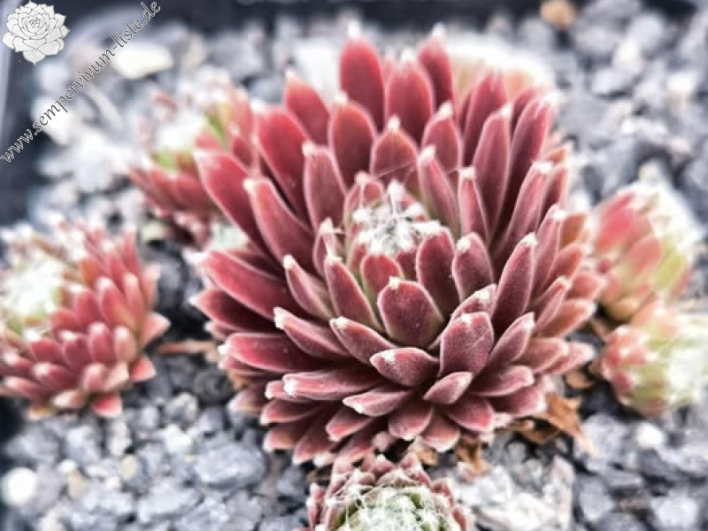 Chick Charmlettes® Sleepy Steve™ (NG)