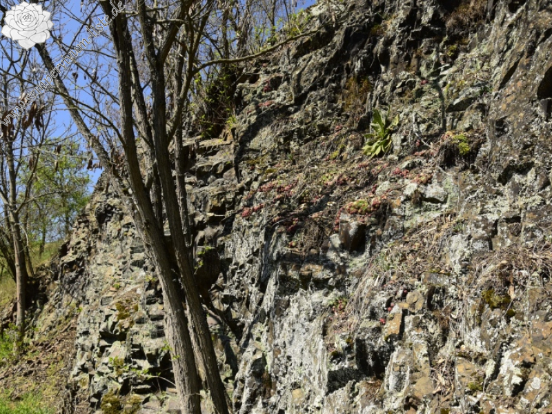 globiferum ssp. globiferum from Týřovice, SO