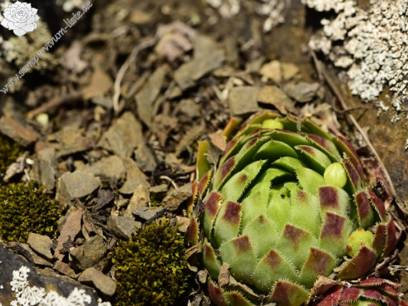 globiferum ssp. globiferum from Týřovice, SO
