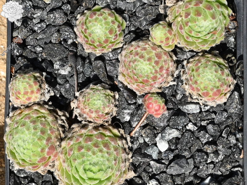 Pacific Feather Power