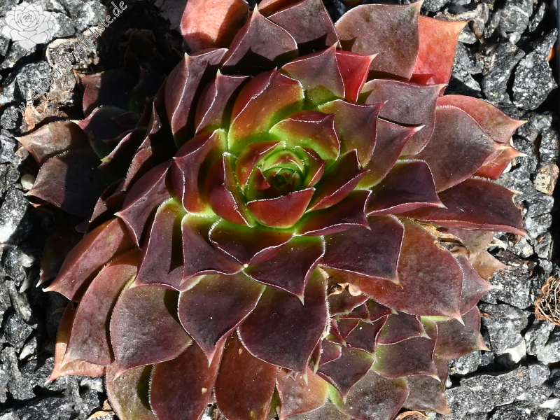 Banby Loniers / Jovi