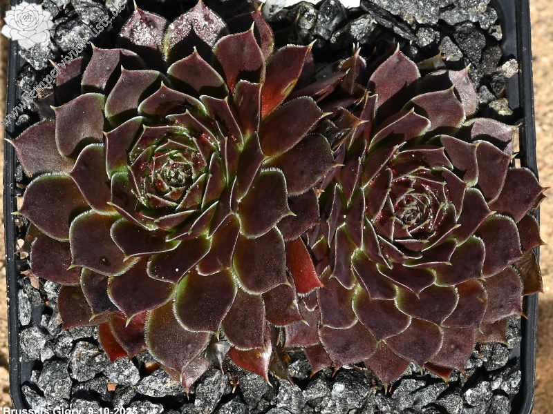 Brussels Glory / Jovi