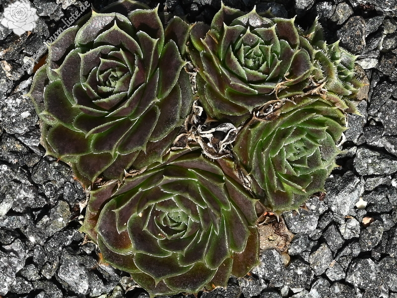 Korspel Wedding Day / Jovi