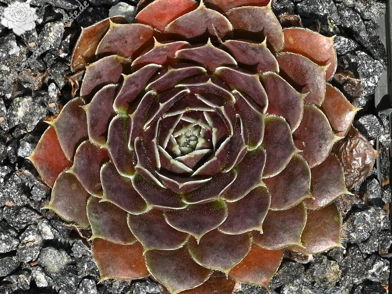 Korspelse Fannelle / Jovi