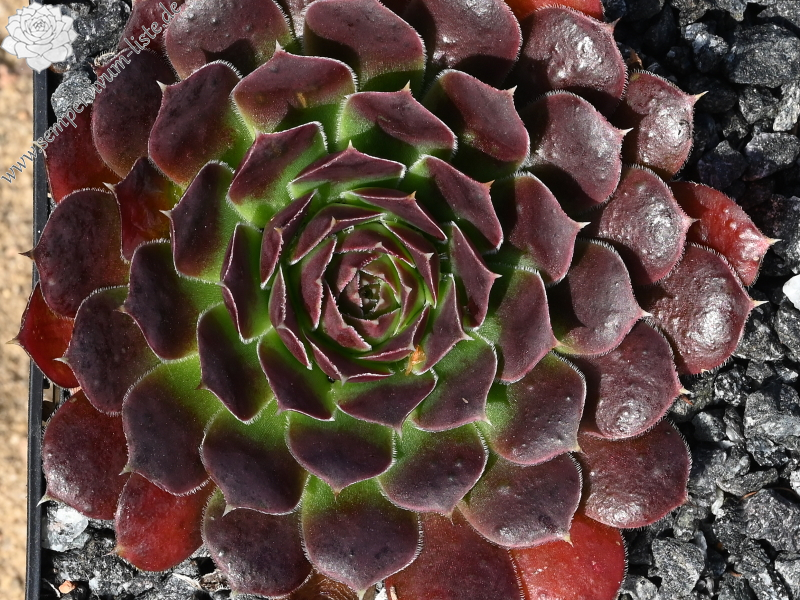 Korspelse Helonse / Jovi