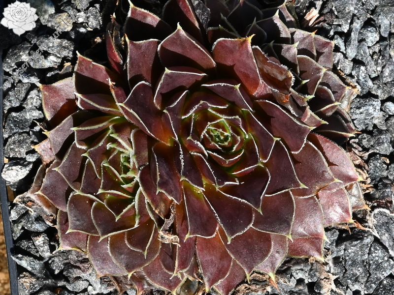 Korspelse Hjordis / Jovi