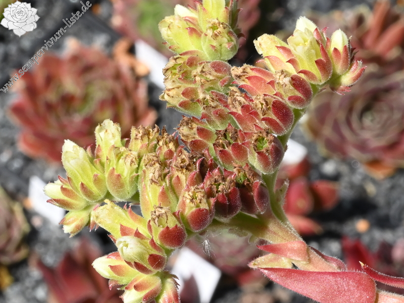 Korspelse Hogla / Jovi