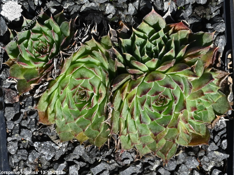 Korspelse Ingalisa / Jovi