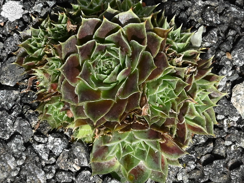 Korspelse Jamote / Jovi